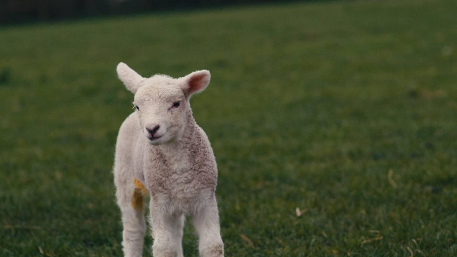 A lamb standing in a green Jersey field, looking toward the camera