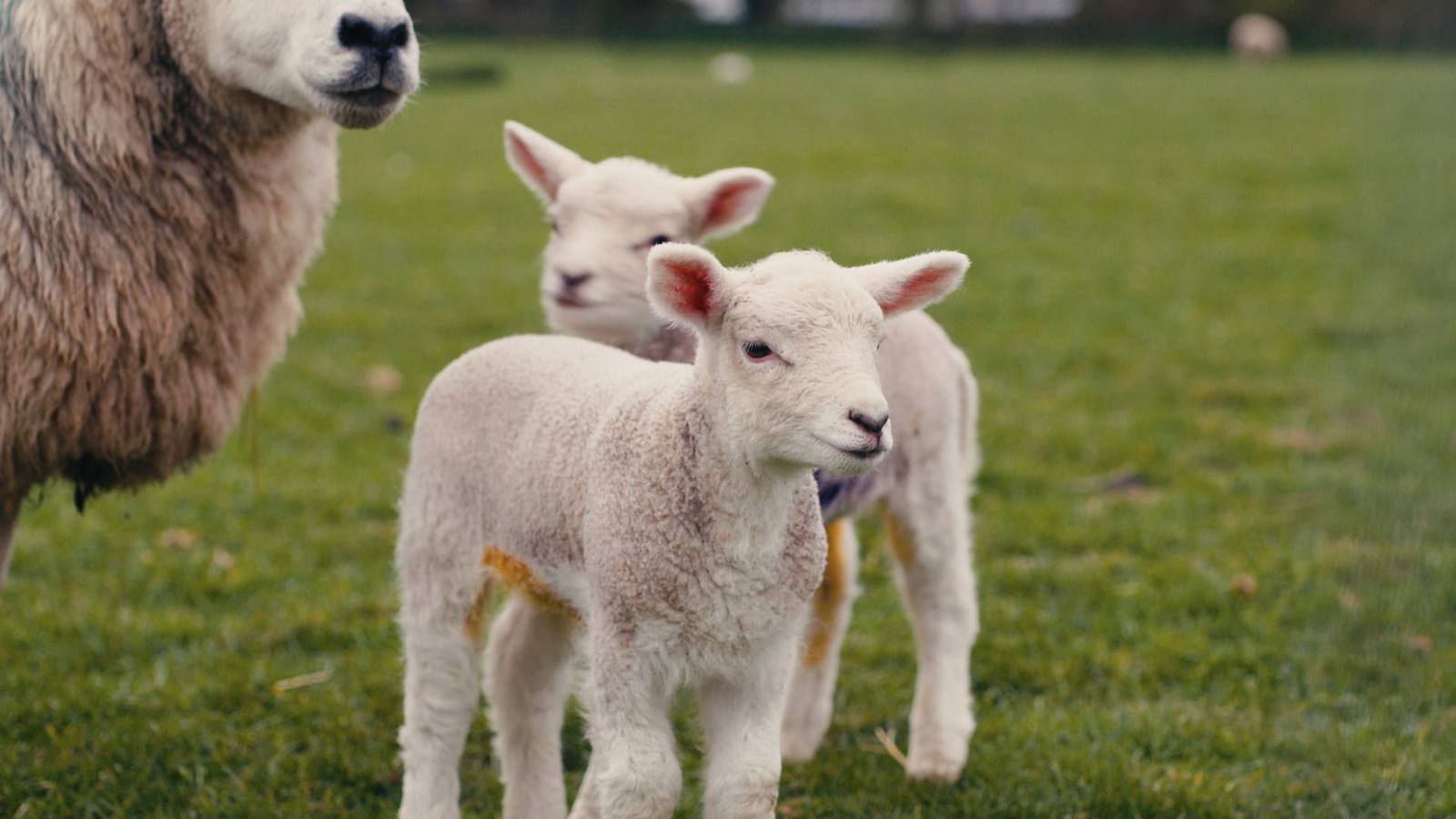 Two young lambs standing together in the grass