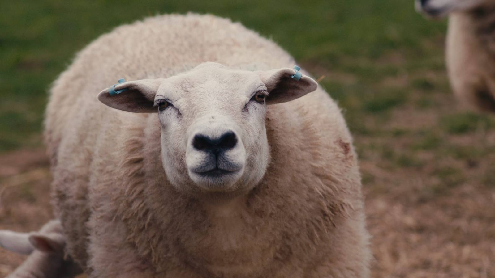 Close-up of a ewe looking toward the camera
