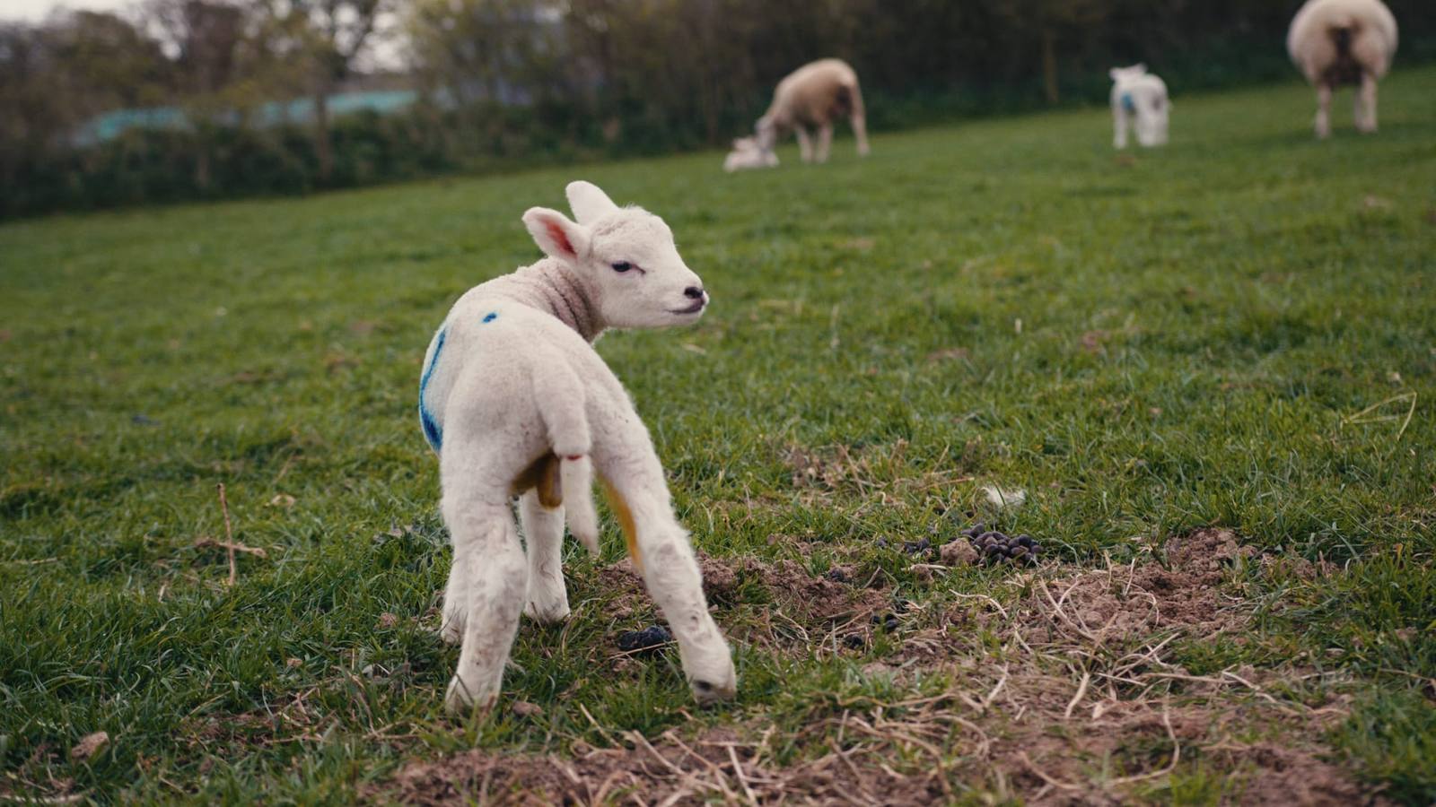 A single lamb in a wide, open green field