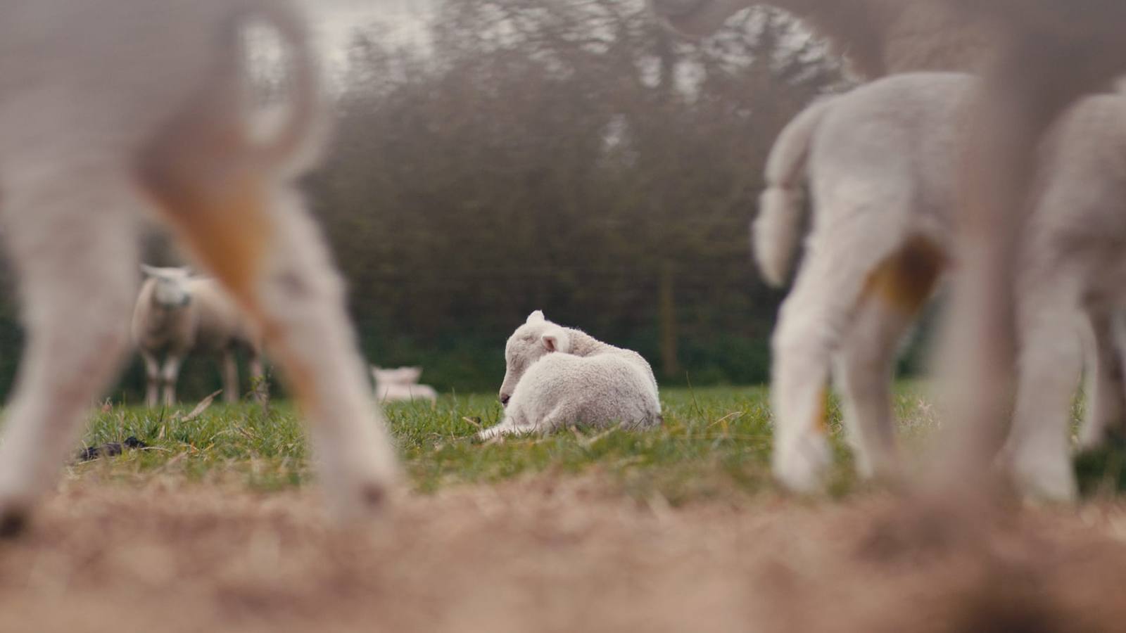 Lambs in a soft, misty field