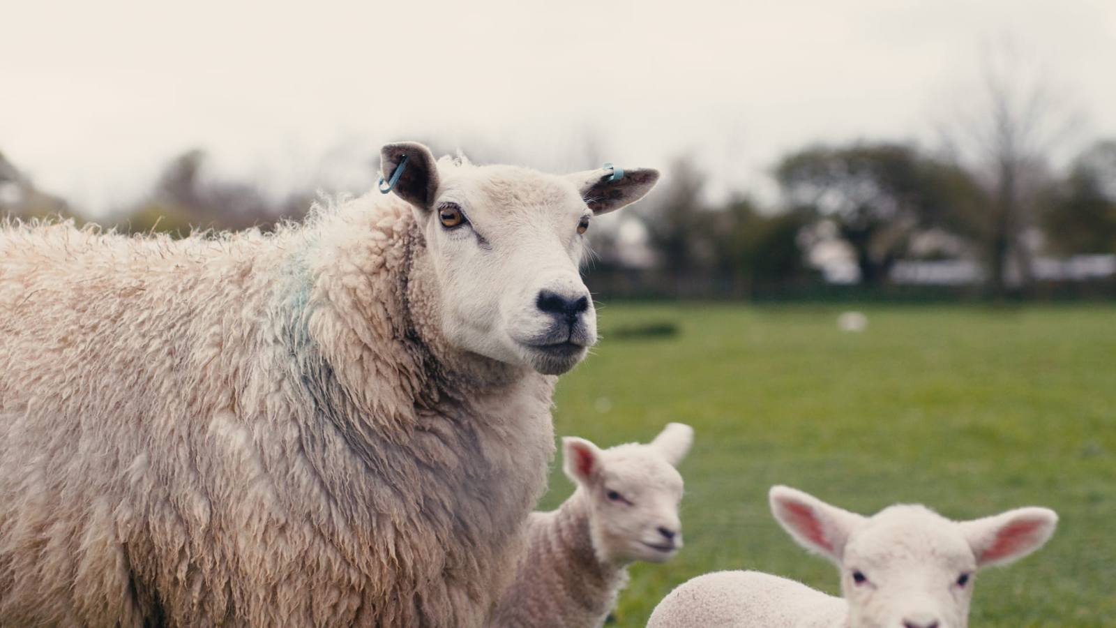 A ewe in the foreground with lambs grazing behind